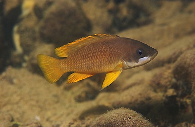 Neolamprologus mustax 'Chituta Bay'